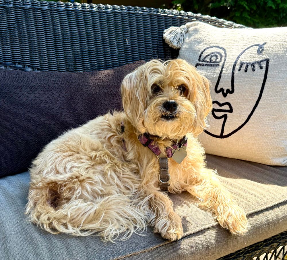 Chester a poodle and terrier mix dog resting outside 