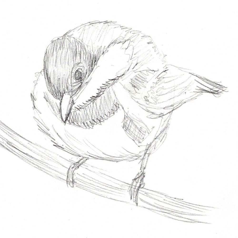 Chestnut-backed chickadee - quick pencil sketch