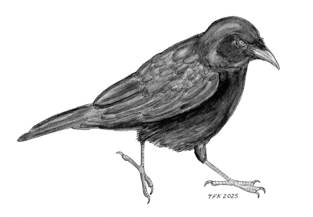 American Crow in watercolor - using an angled brush with neutral tint paint by Daniel Smith. Based on personal photos and observations.