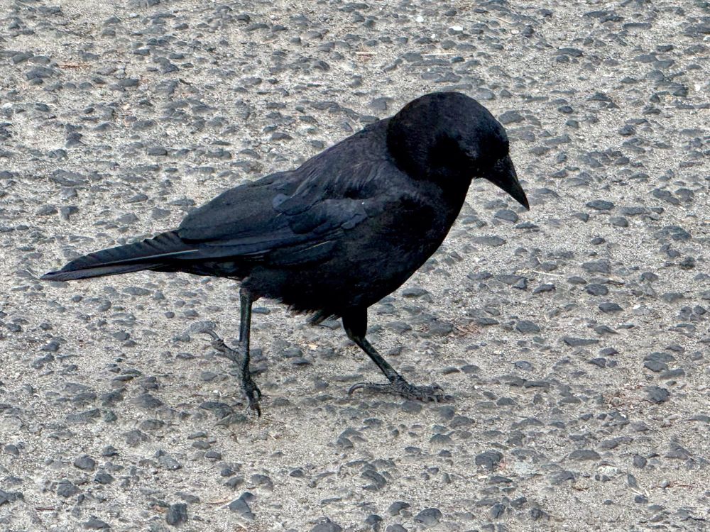 Crow walking inspires sketching