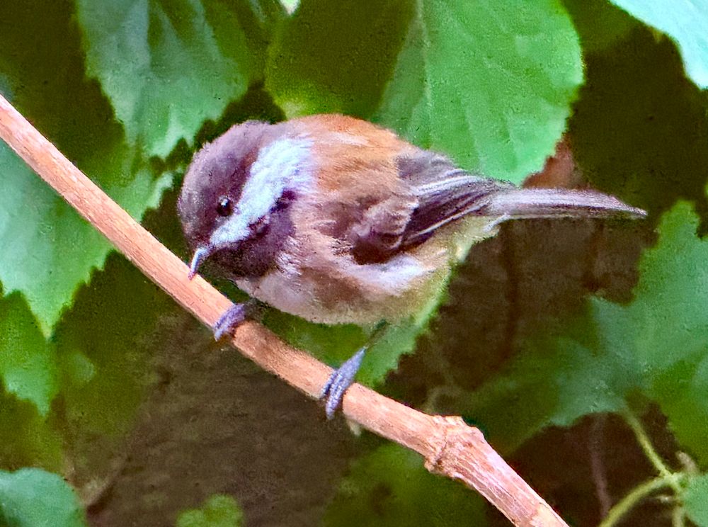 A young chestnut-backed chickadee thinks about taking a bath on a warm day