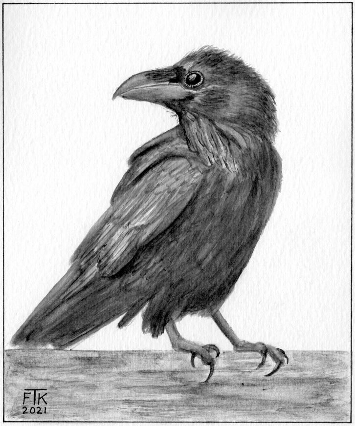 Raven watercolor artwork by Tim Knight - inspired by The Daily James on Instagram.