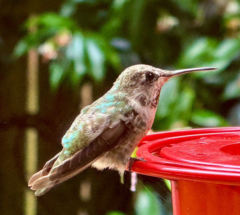 Young Anna’s hummingbird at the feeder 