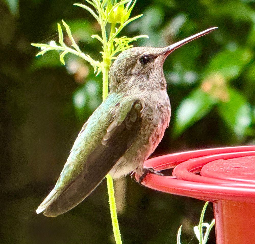 Young female pauses at the feeder with gray chest and green wings 
