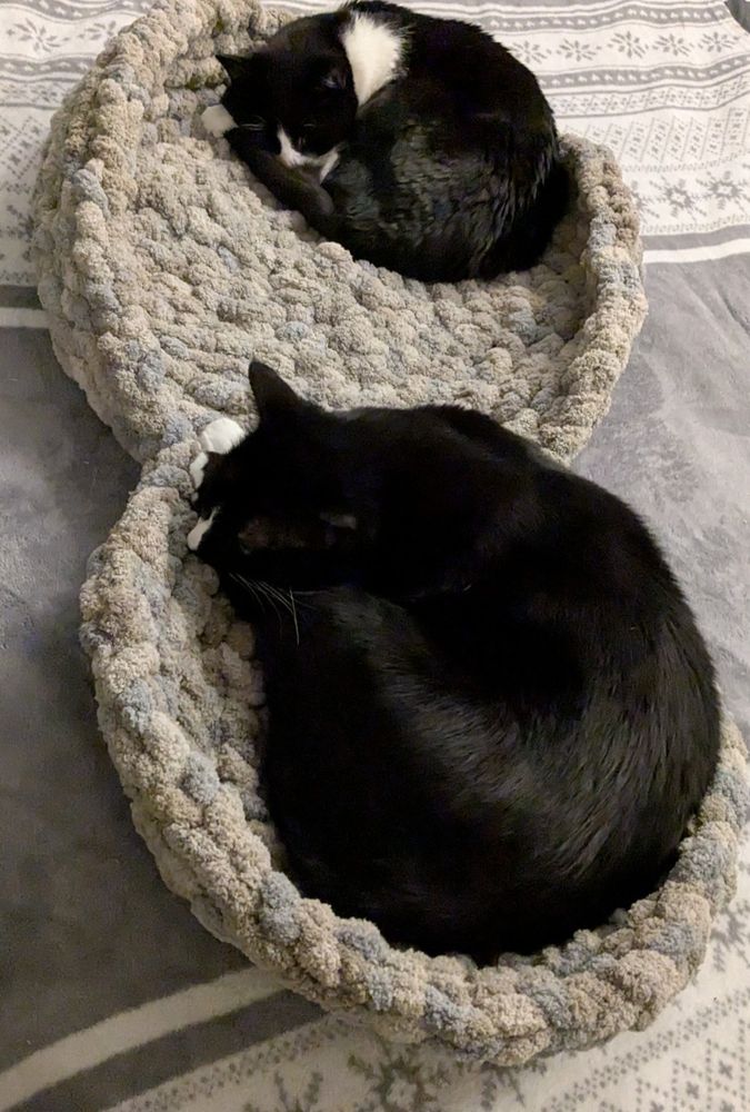 Two tuxedo cats sleeping side by side in mismatched cat beds