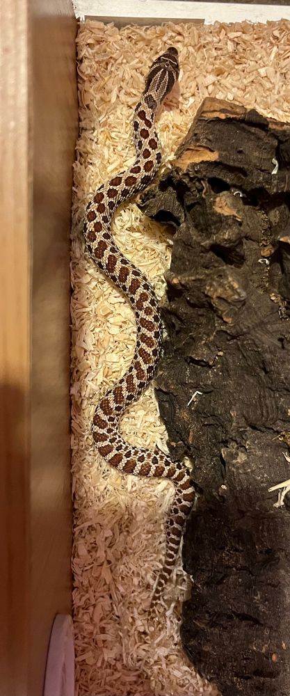 Photo from above of my daughter’s juvenile Western Hognose snake showing his markings. 