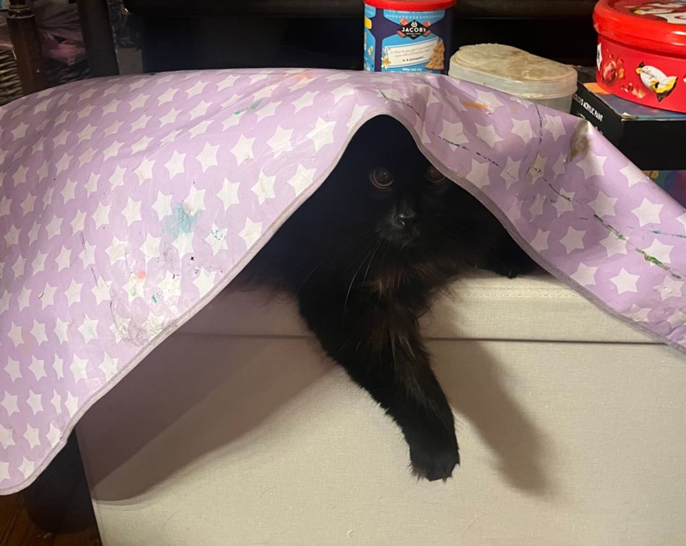 Our black fluffy cat Titan peering out with dilated pupils from under the plastic covering we use for a storage box. 