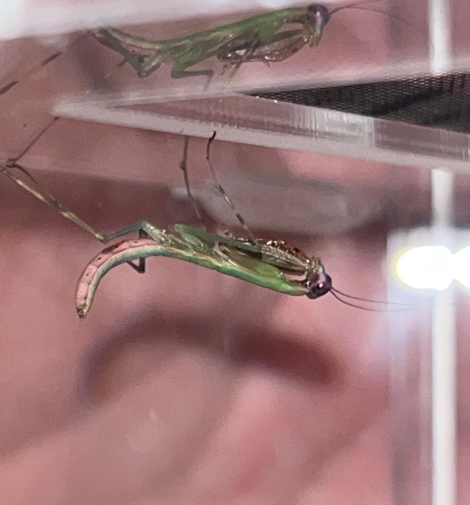 Picture of a very young Joker Mantis - Prohierodula picta - hanging from the top of its enclosure. 