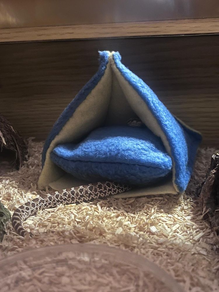 Bubble Ducky, the juvenile western hognose snake is peering out from inside his pyramid shaped soft hide. 
