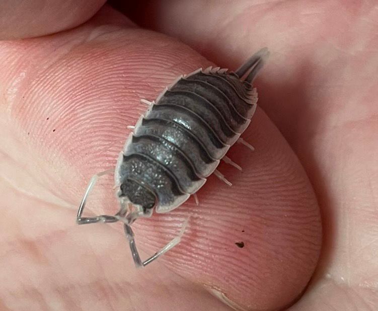 Close up image of a Porcellio hoffmannseggi (common name Titan Isopod) male on my thumb. It is more than the width of my thumb giving an indication of the large size of this species. 