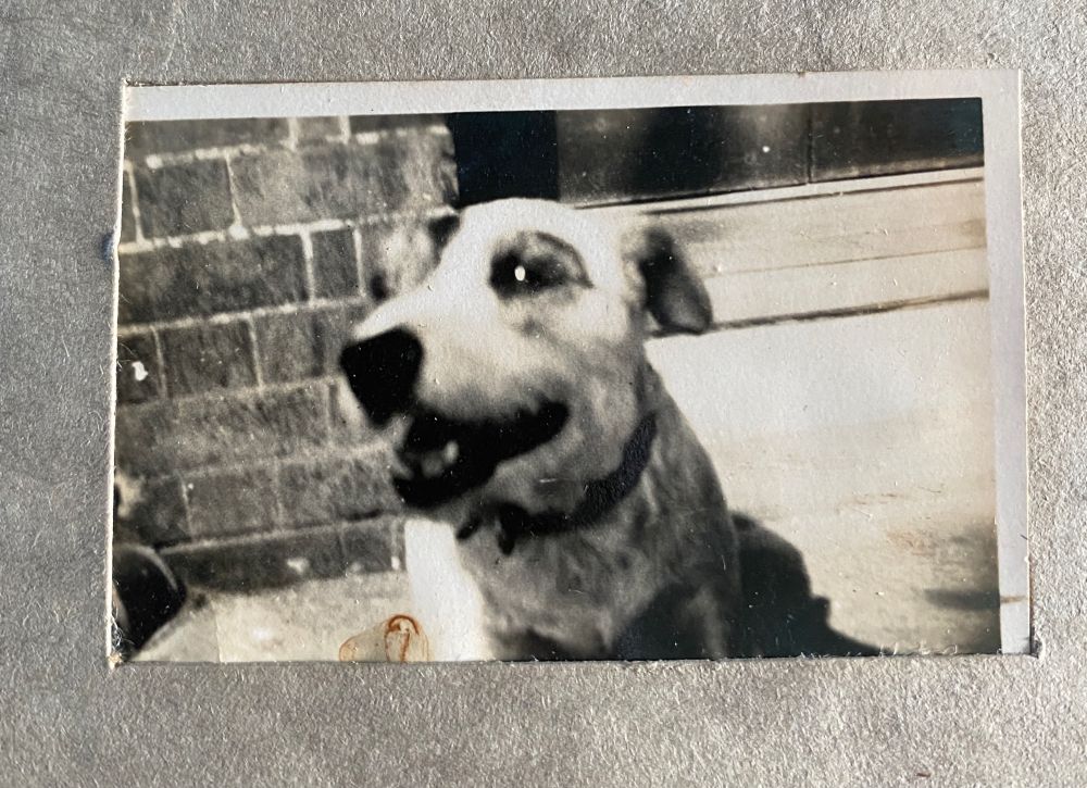1920s photo of a sassy dog with a patch over his eye. The good boy is smiling cheekily at the camera 