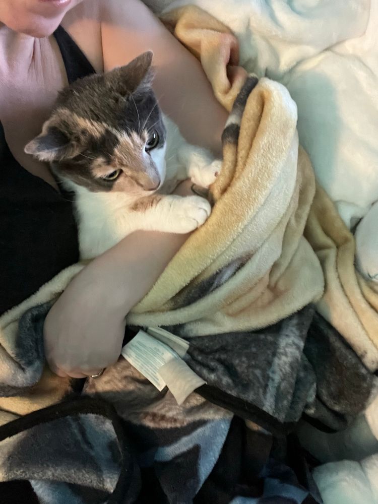 Elsa the cat swaddled in a blanket for punishment cuddles