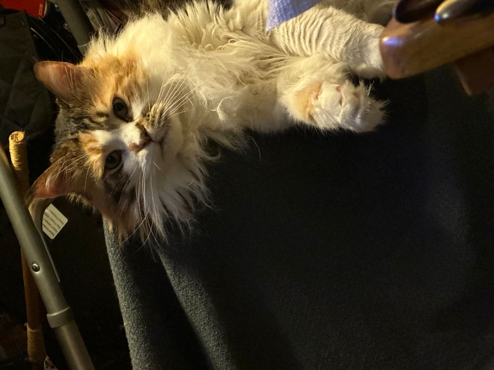 Ginger the Maine coon laying on the end of a recliner and looking cute