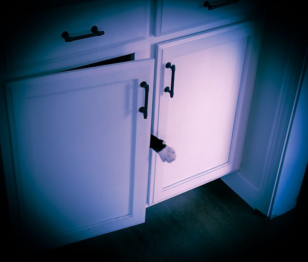 A black and white tuxedo cat awakes from his hiding place in a kitchen cabinet. He is still inside, only his paw comes out.