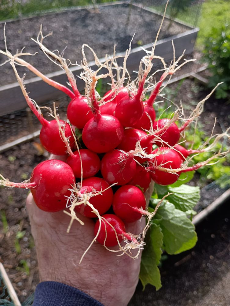 Holding a cluster of 16 freshly pulled radishes, they are cherry red.
The sunlight reflects off of their freshly washed skin.
They still have long roots attached that are pointing off in all directions.