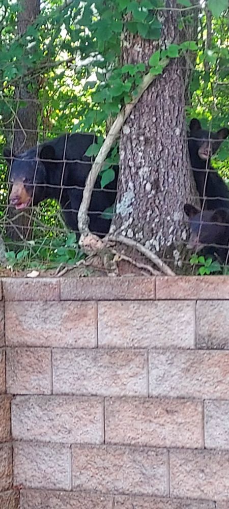 Mom & 2 baby bears
