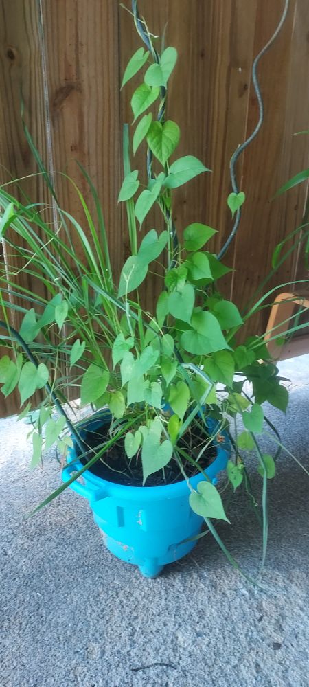 Lemongrass and morning glories 