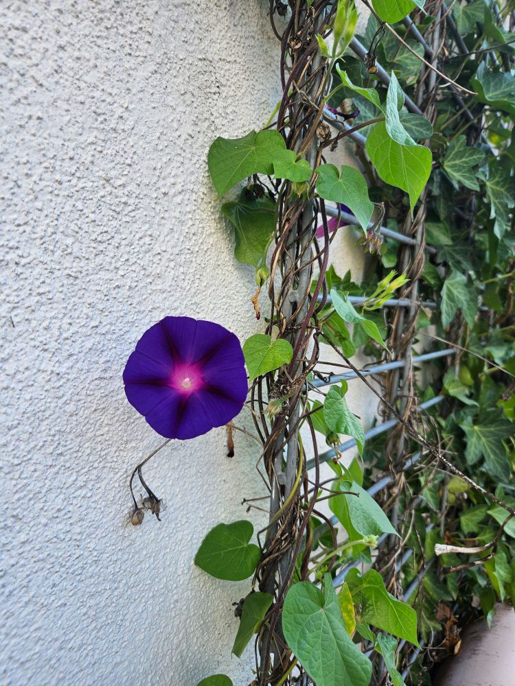Eine einzelne blaue Prunkwinden-Blüte an einer weißen Hauswand