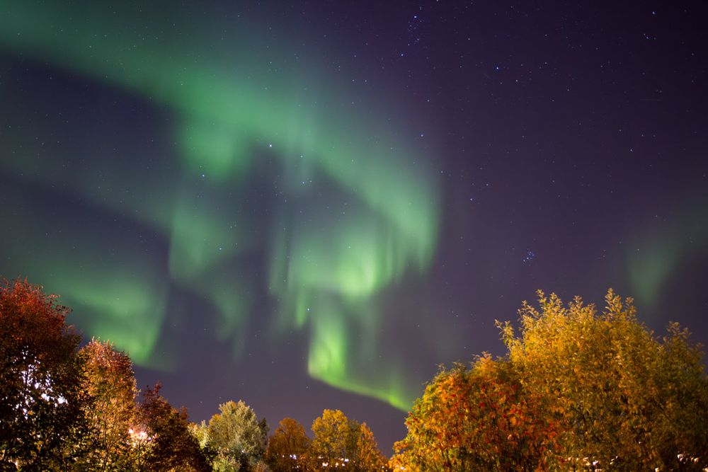 Photo of a curved green bands of aurora covering the left half of the photo. Trees in autumn colours can be seen in the bottom part of the picture.
