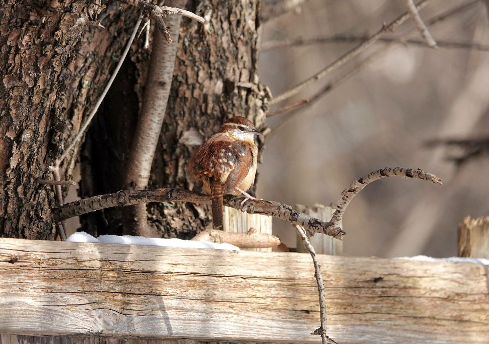 Carolina Wren at The Coves in London, Ontario