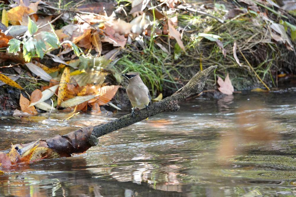 Here are some more Cedar Waxwings. These are at The Coves in London, Ontario.