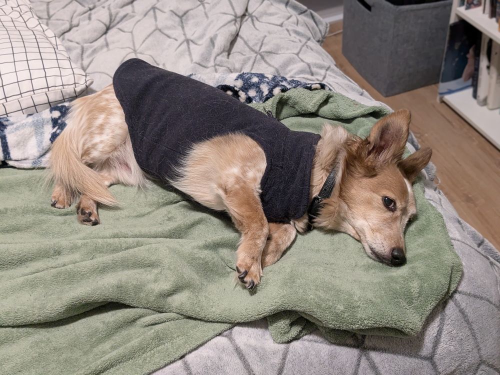 A small dog in a cozy sweater lies flipped out on the bed, staring judgmentally up at the camera. 