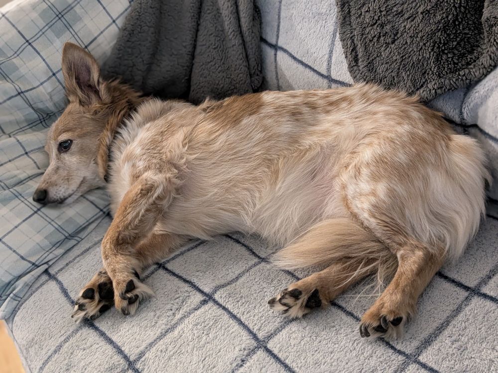 A small speckled dog flops on his side, oppressed by the word of the world. 