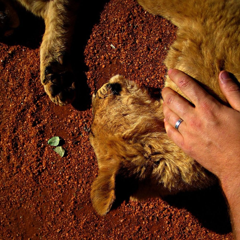Jeremy’s little baby 31 year old band sketching a lion cub