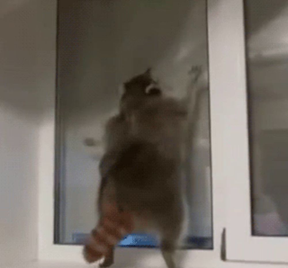 a raccoon is standing on a window sill looking out the window