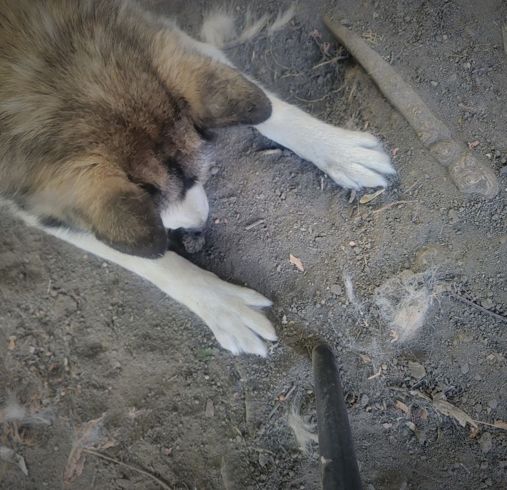 A husky type dog, paws spread in the dirt, with a tree root visible 