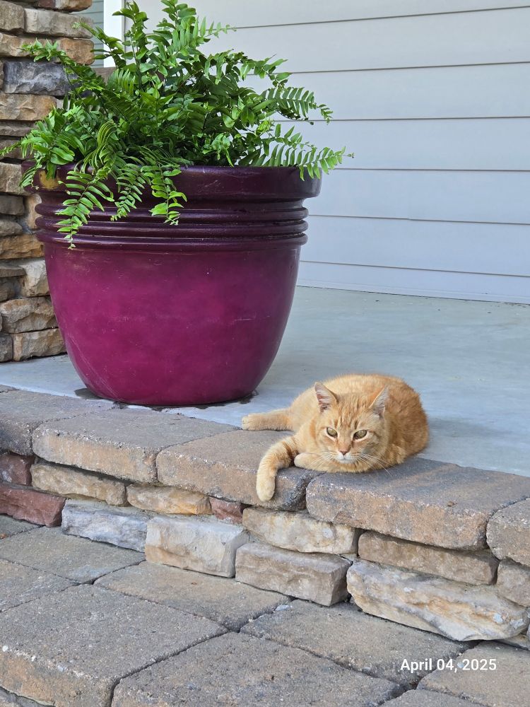 An orange shorthair tabby cat laying at the top of stone stairs he’s next to a large planter with a fern planted in it. 