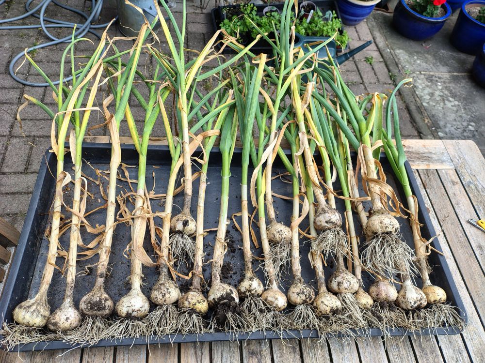 Garlic harvest