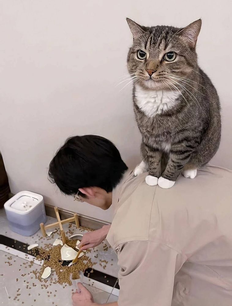 A cat sitting on a man’s back who is cleaning up a broken bowl