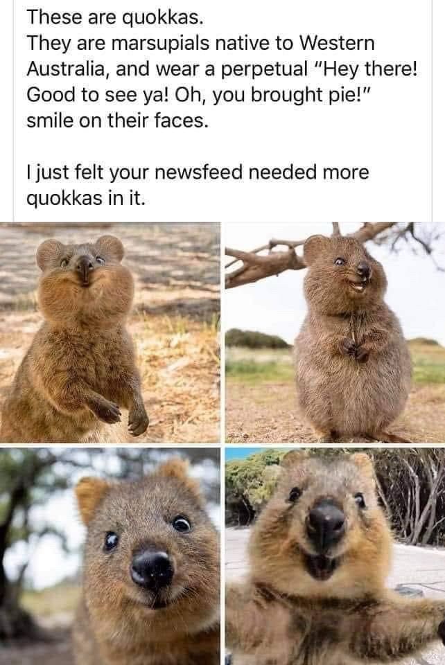 These are quokkas.
They are marsupials native to Western Australia, and wear a perpetual "Hey there!
Good to see ya! Oh, you brought pie!" smile on their faces.
just felt your newsfeed needed more quokkas in it.