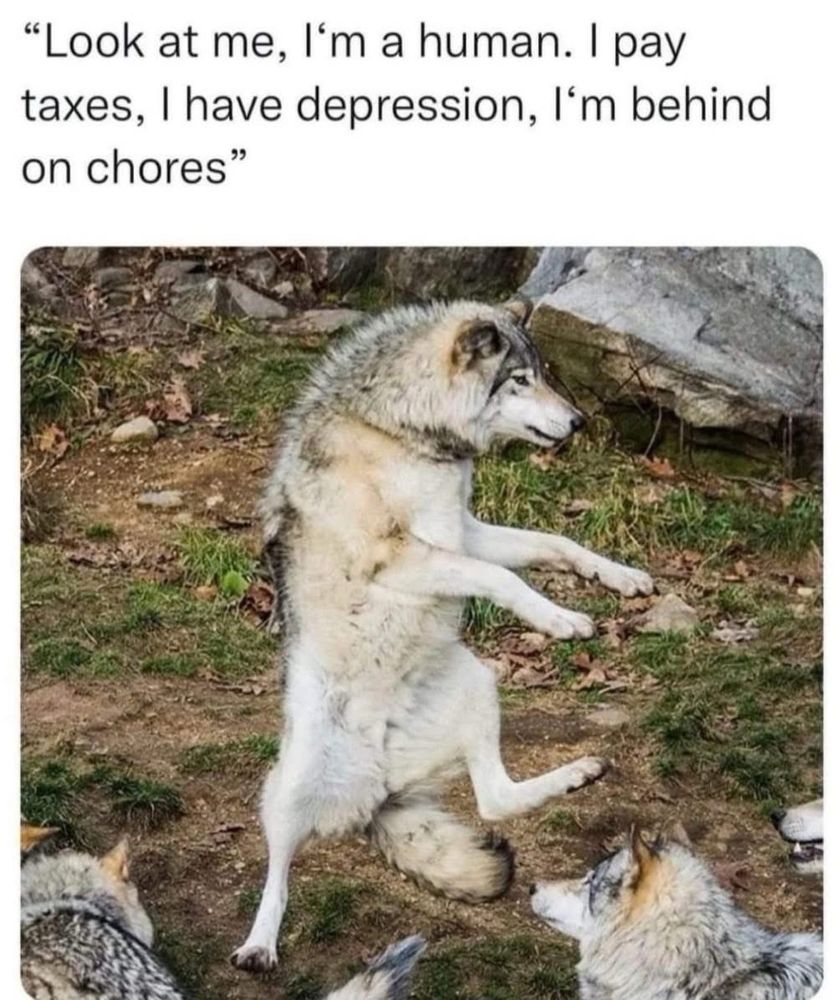 (A wolf standing on his hind legs talking to other wolves) 