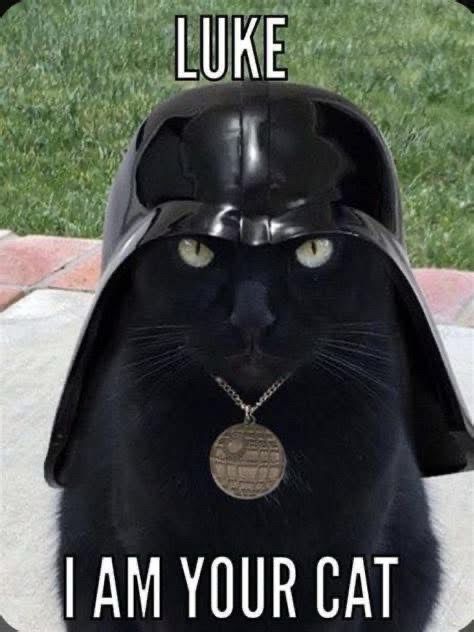 (Black cat with Vader helmet) LUKE I AM YOUR CAT