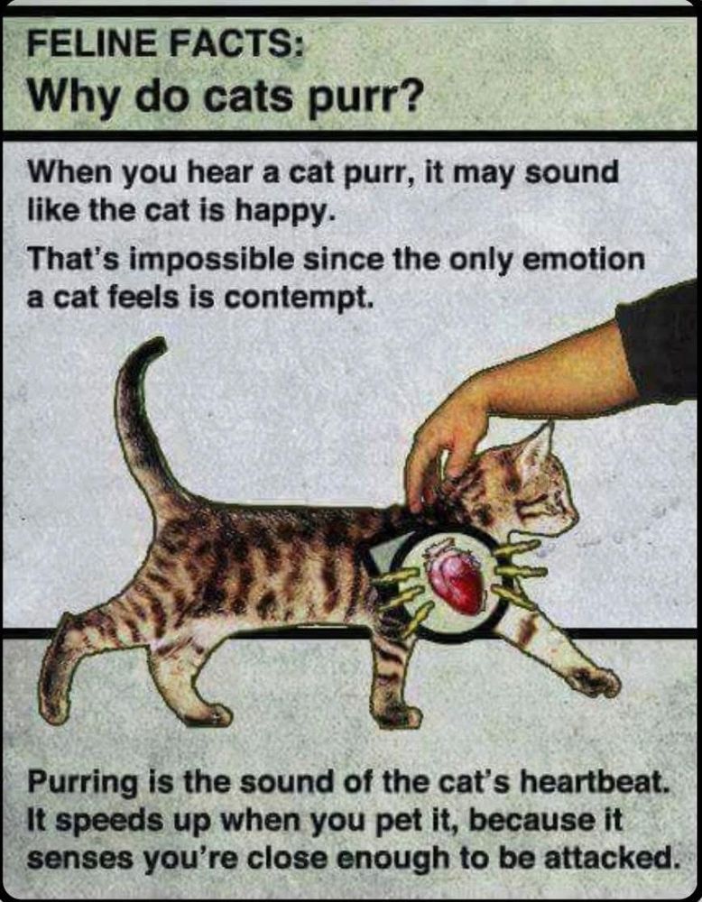 FELINE FACTS:
Why do cats purr?
When you hear a cat purr, it may sound like the cat is happy.
That's impossible since the only emotion a cat feels is contempt.
Purring is the sound of the cat's heartbeat.
It speeds up when you pet it, because it senses you're close enough to be attacked.