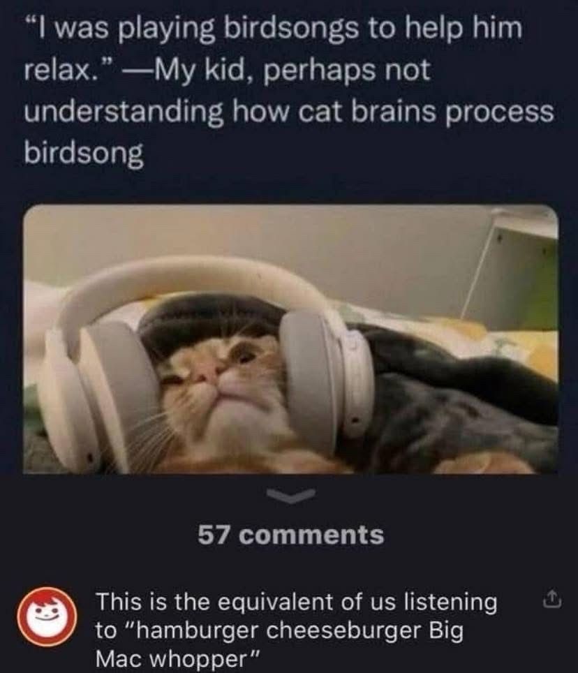 (Cat wearing headphones)
"I was playing birdsongs to help him relax." —My kid, perhaps not understanding how cat brains process birdsong
57 comments
This is the equivalent of us listening to "hamburger cheeseburger Big
Mac whopper"