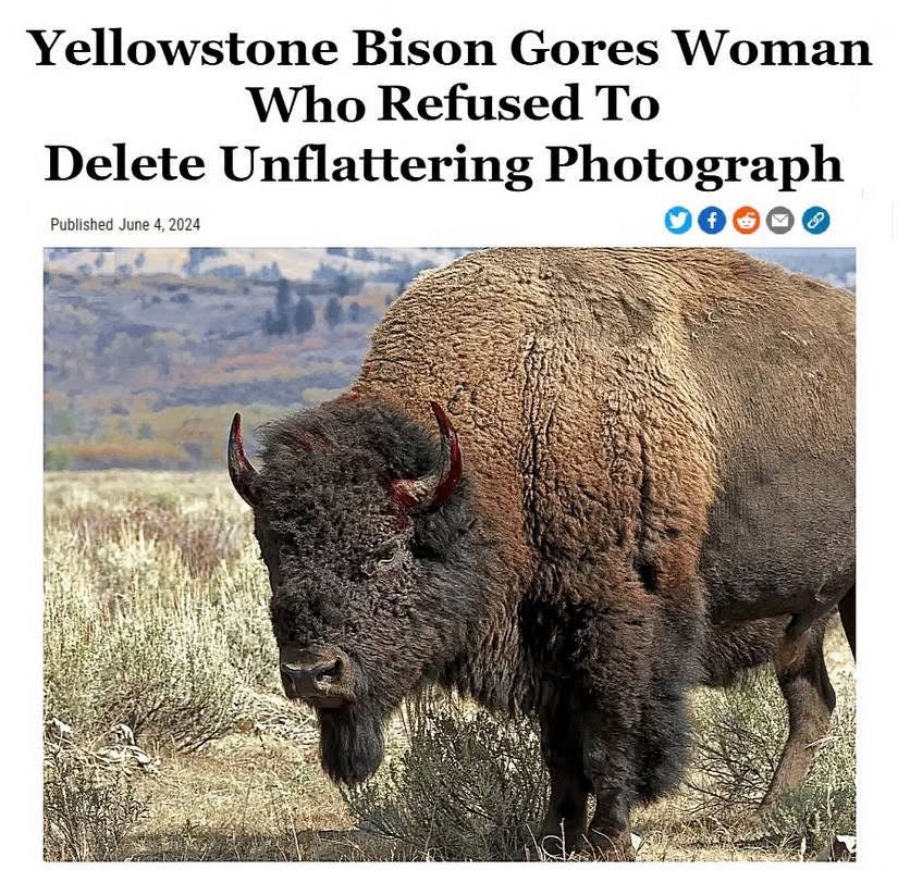 Yellowstone Bison Gores Woman
Who Refused To
Delete Unflattering Photograph