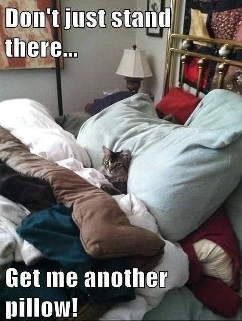 Don't just stand there... Get me another pillow! (A cat lying in bed with lots of pillows)