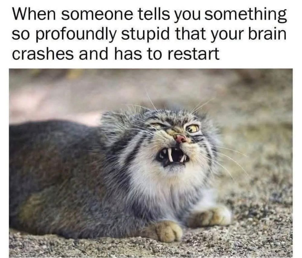 When someone tells you something so profoundly stupid that your brain crashes and has to restart (A Palais cat making a funny face)