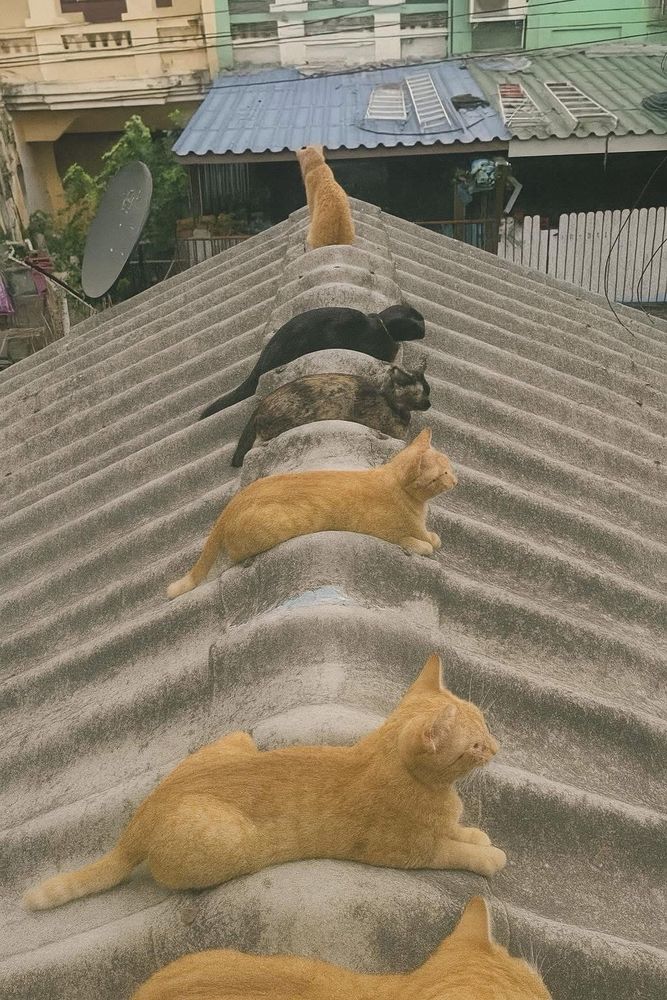 Kitties lined up on a roof top