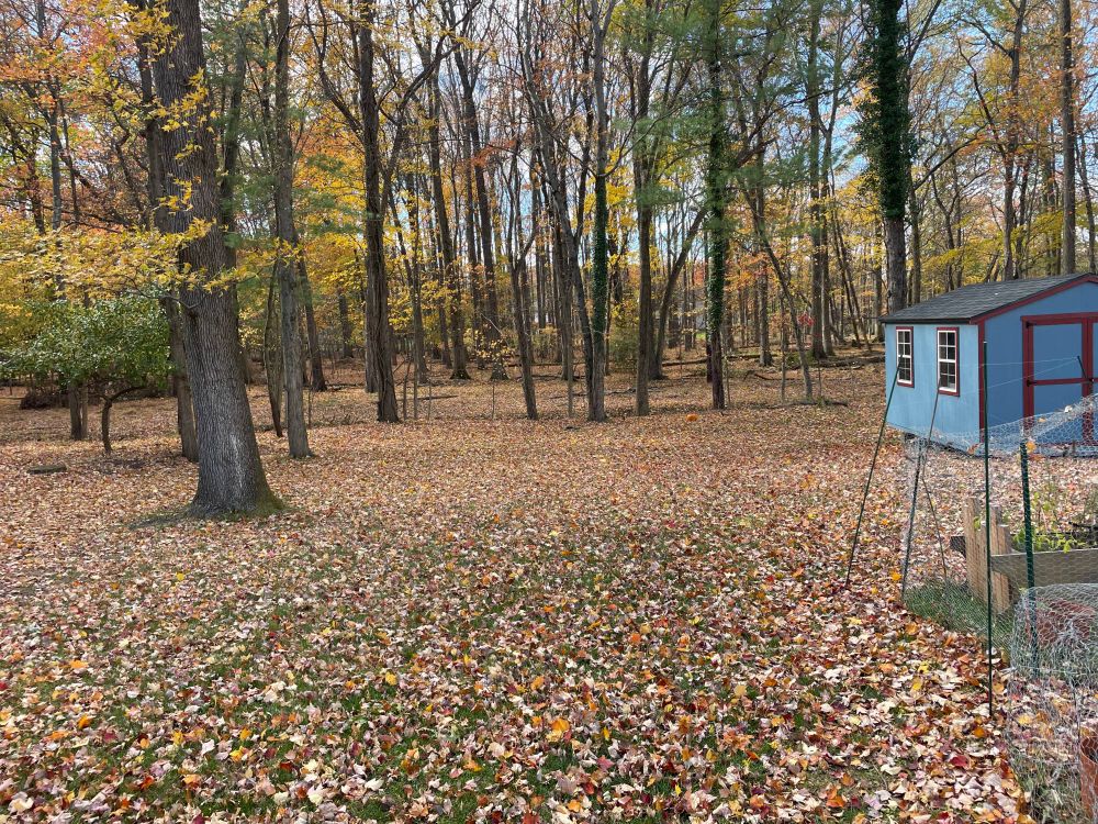 Fallen autumn leaves