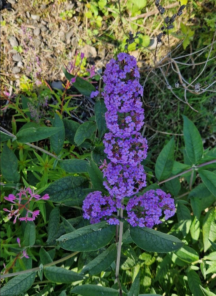 A flower in the shape of a penis