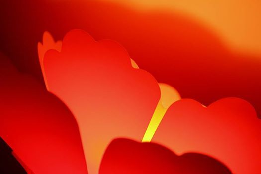 Fluer - colourful petals. (c) Neil Richardson