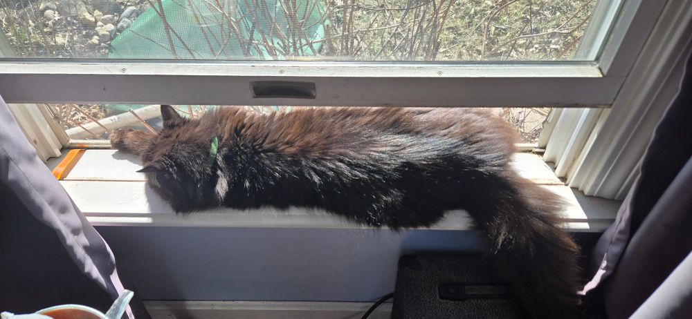 Fluffy black cat with his back to the camera stretched across a sunny open window