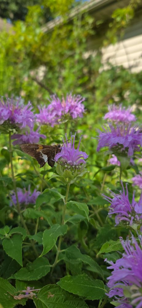 Skipper butterfly on lavender colored bee balm