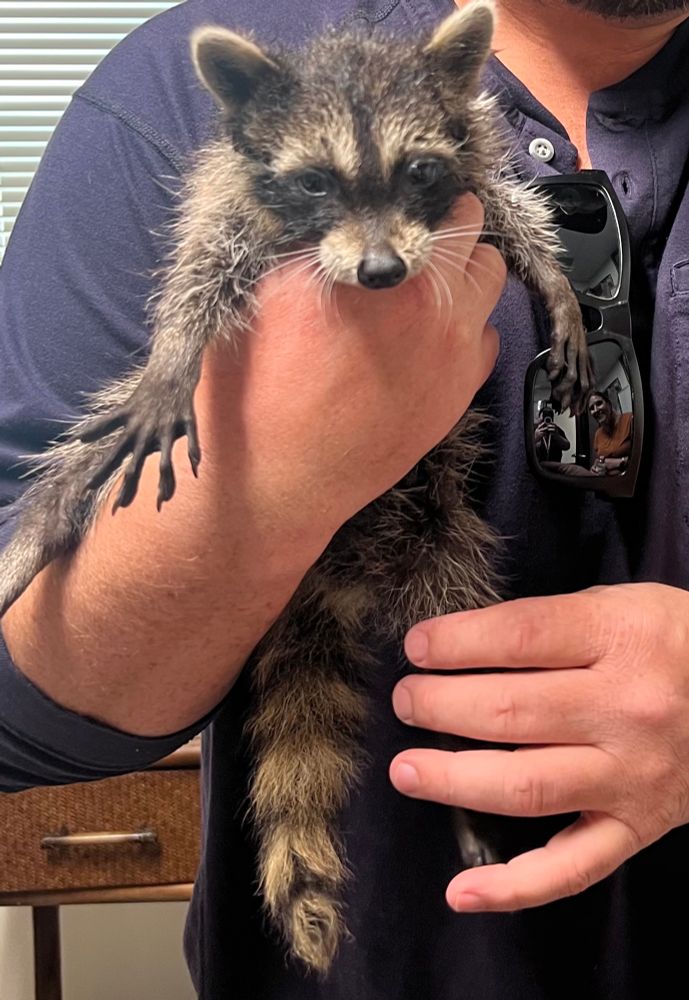 Large man holding small juvenile raccoon in an office 