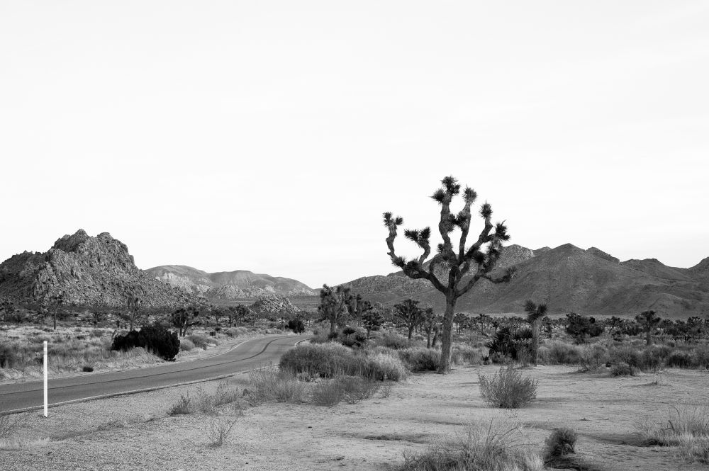 A black and white landscape image of Joshua tree national park. 