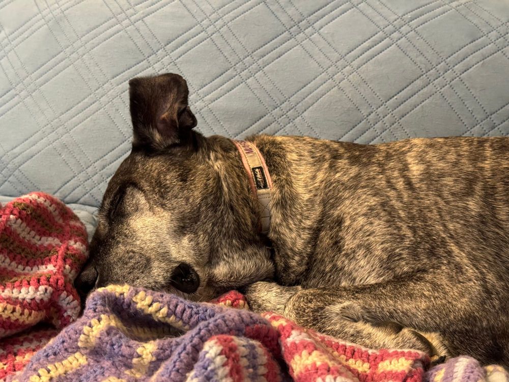 Presa canario full-on snoozing, with her head resting on a knit blanket. One ear is flopped-up so that it's sticking straight up in the air.